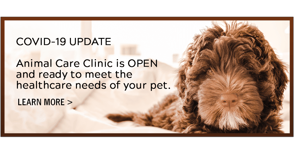 COVID-19 UPDATE Animal Care Clinic is OPEN and ready to meet the healthcare needs of your pet. Click here to learn more